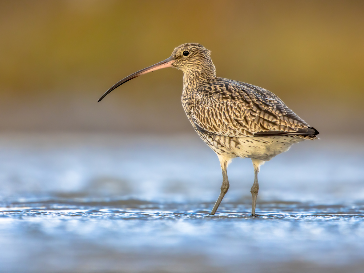 Eurasian curlew or common curlew (Numenius arquata) stilt bird wading is shallow water of waddensea.Wader bird wildlife in nature scene. Netherlands
