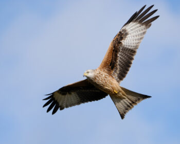 Red kite