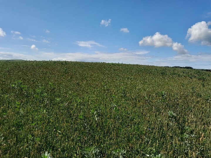 Organic Grassland Organic Grassland