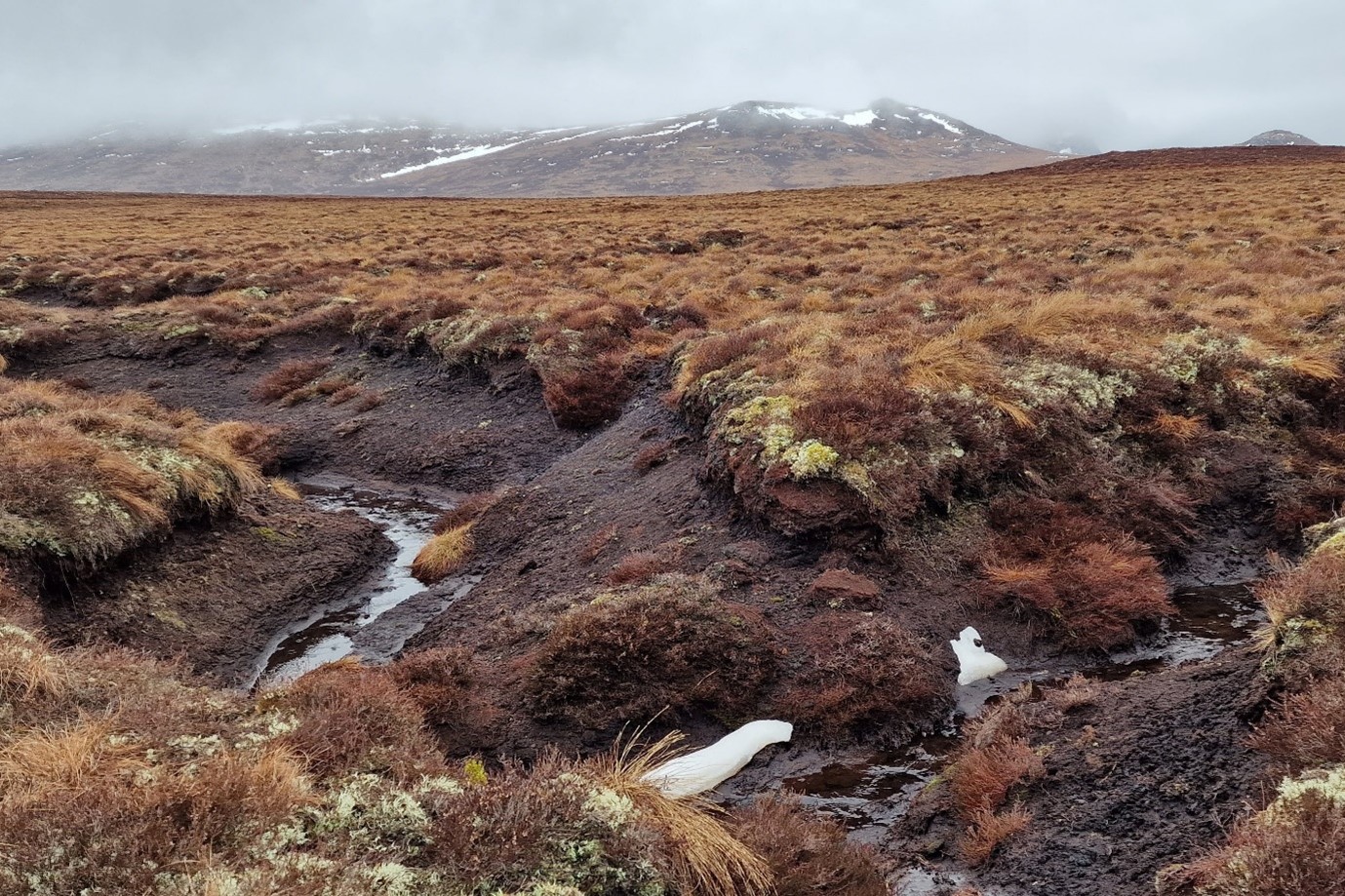 Gully erosion on a blanket bog