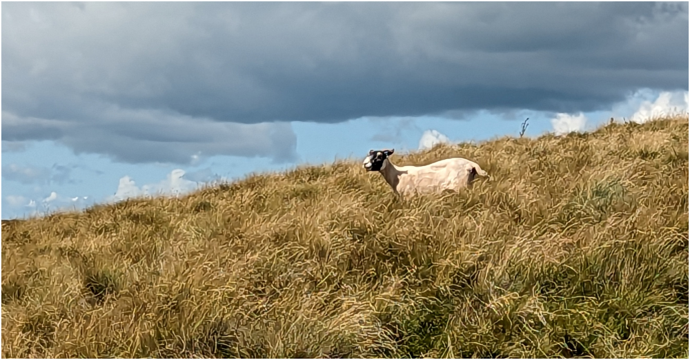 At the correct stocking density, sheep can be valuable conservation grazers