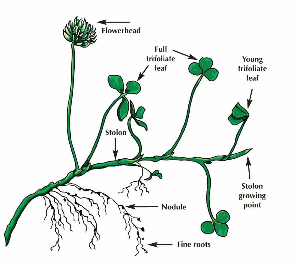 Understanding white clover Credit: AHDB