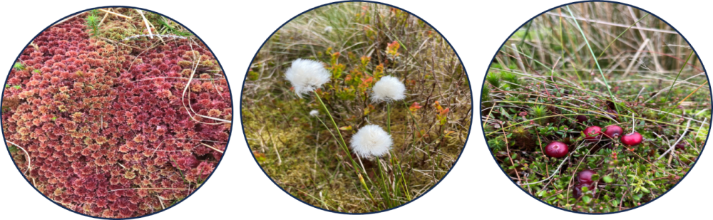 Vegetation of peatlands: Sphagnum capillifolium, hares-tail cotton grass, cranberry. Credit: H. Fisher