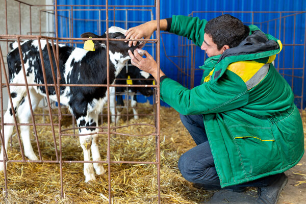 Vet examining a dairy calf