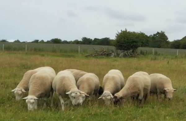 Sheep Grazing