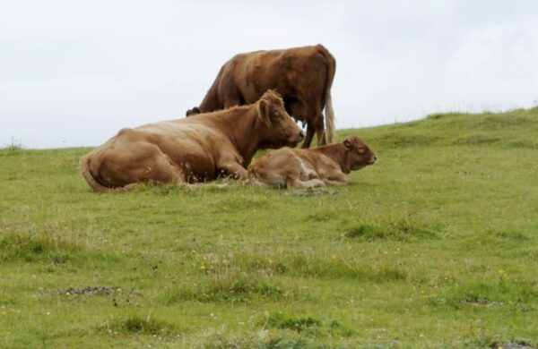 Croft Cows