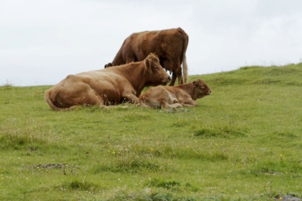 Croft Cows