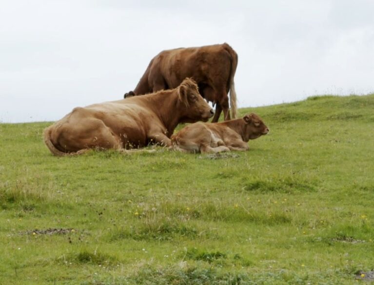 Croft Cows