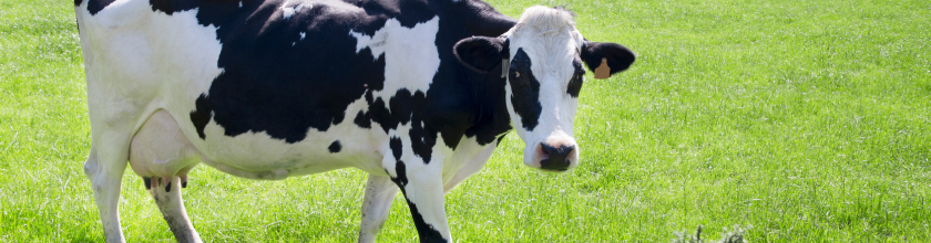 Dairy Cow on Grass Banner