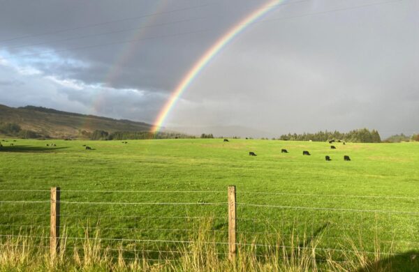Rainbow over a field