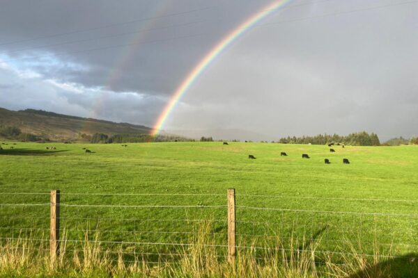Rainbow over a field