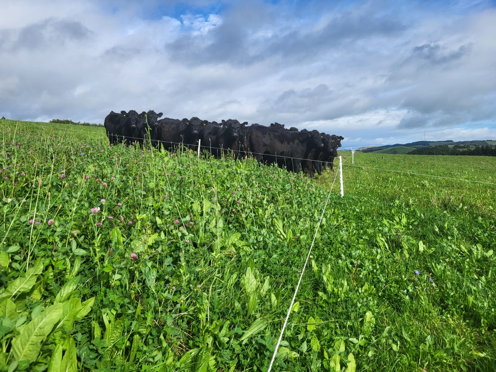 cattle (002) cattle (002)