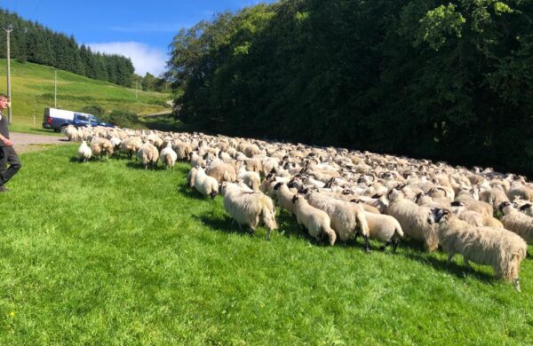 Flock of sheep