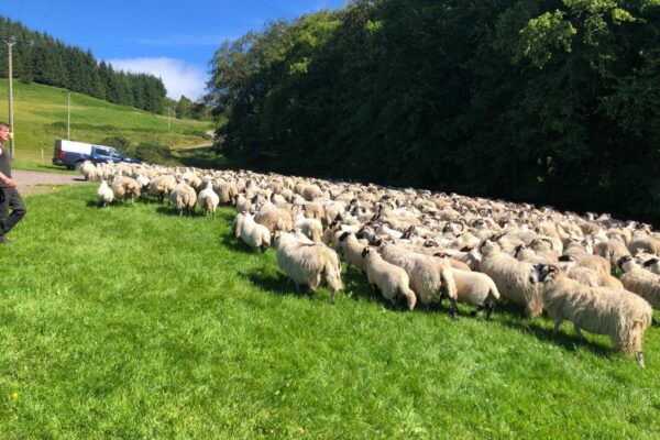 Flock of sheep