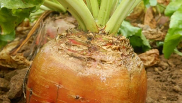 Fodder Beet Thumbnail