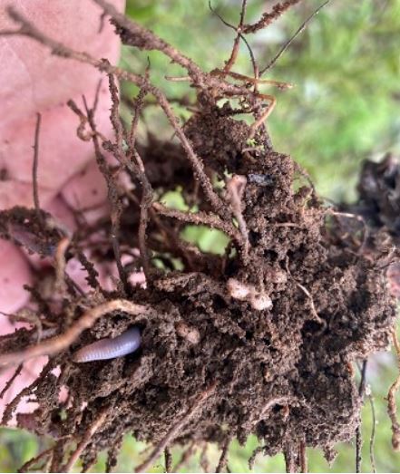 Beans roots 2_close up