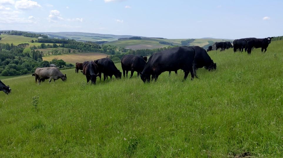 Cows Grazing at Windshiel Farm