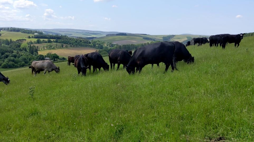 Cows Grazing at Windshiel Farm Cows Grazing at Windshiel Farm