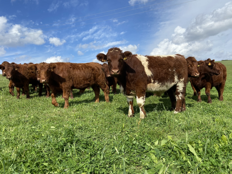 Cows in Field Blue Sky_LCole credit: L. Cole