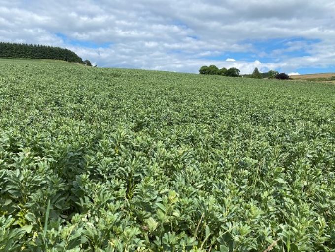 Field of beans