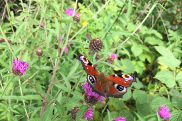 Biodiversity On Your Farm