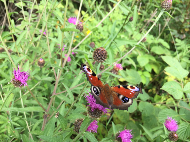 Knapweed_Butterfly