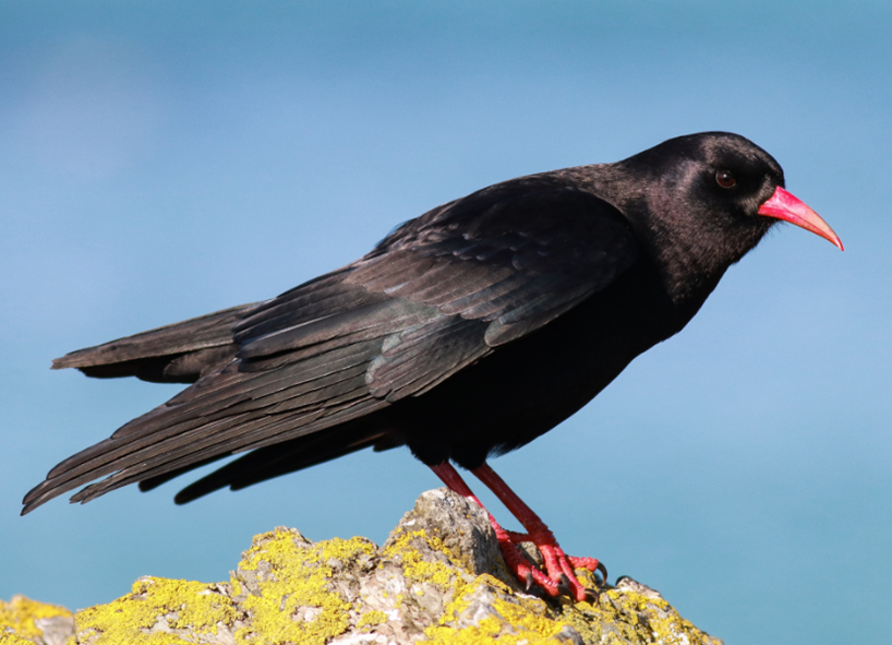 RSPB Chough Chough (Photo Credit: RSPB)