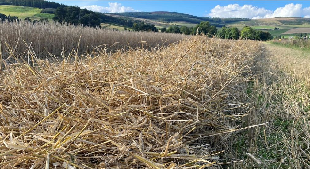 Rye Harvest