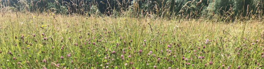 Species Rich Grassland Banner Species Rich Grassland Banner