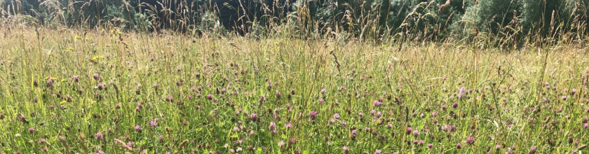 Species Rich Grassland Banner