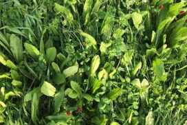 herbal leys herbal leys