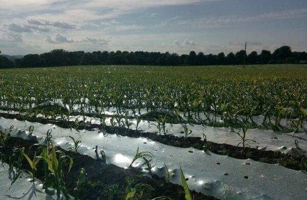 Maize Under Plastic