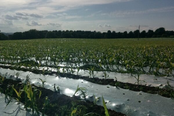 Maize Under Plastic