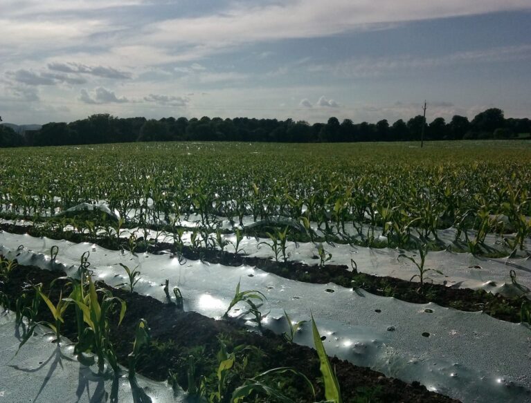 Maize Under Plastic