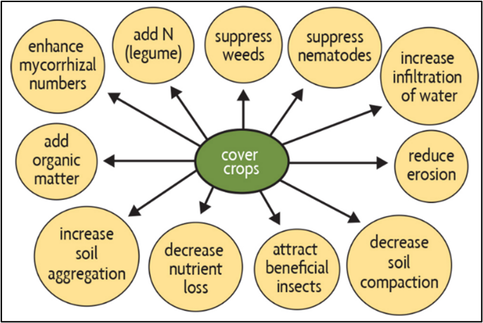 Cover Crops Benefits