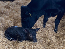Cow licking newborn calf