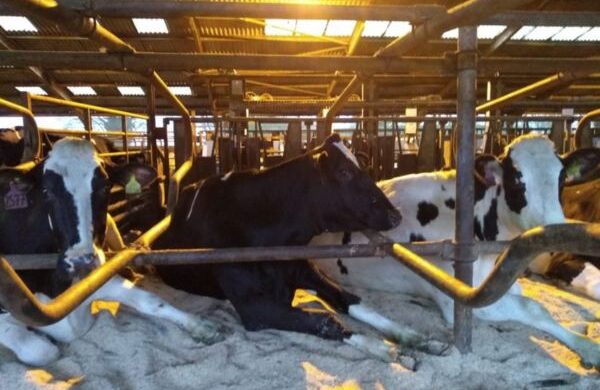 Cows lying down