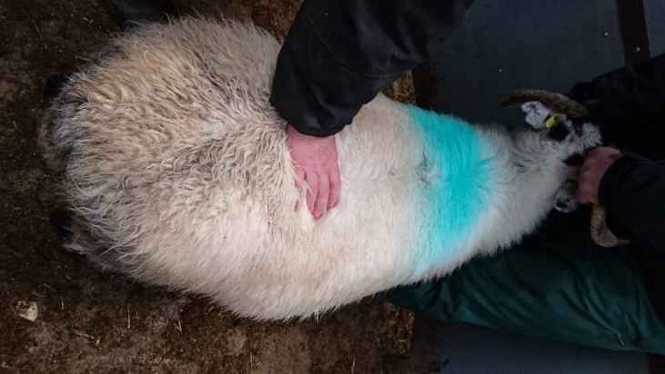 Ewe Ewe