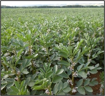 Field Beans