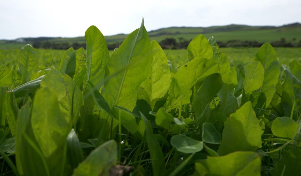 Legumes