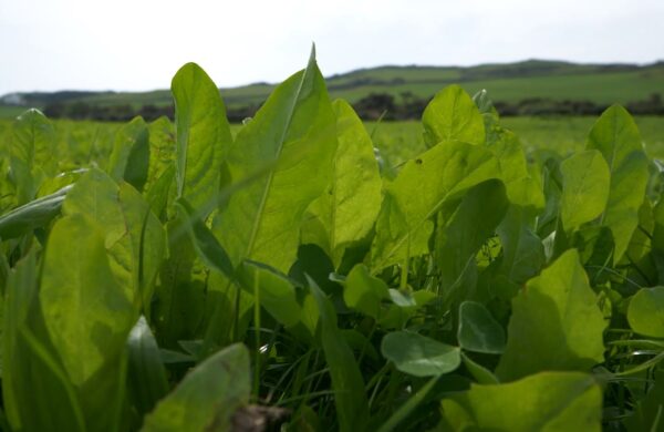 Legumes