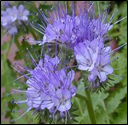 Phacelia