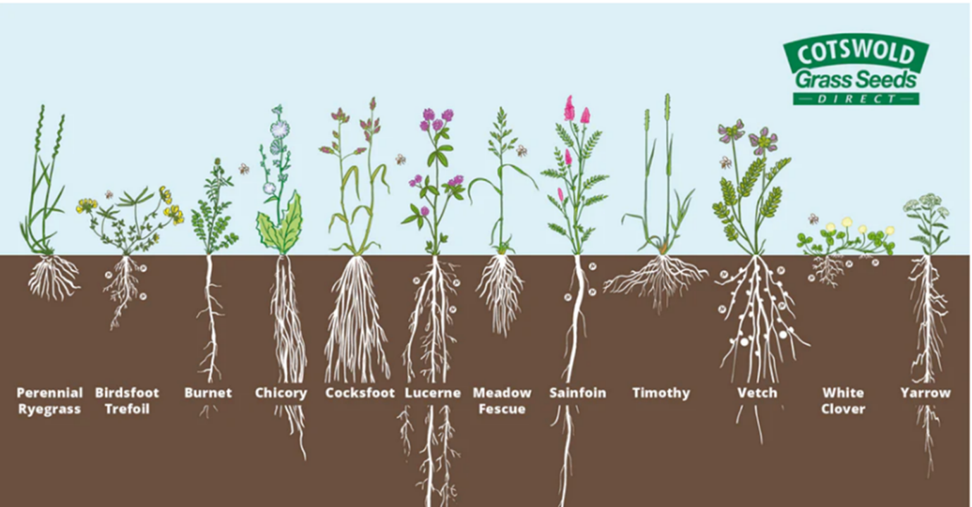 Picture showing variations of root depth of legumes