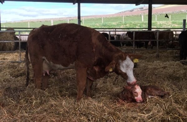 beef cow and newborn calf