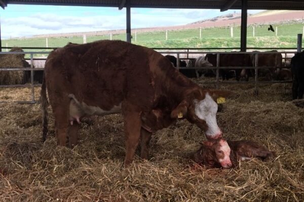 beef cow and newborn calf