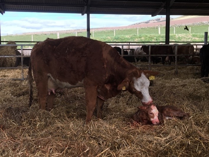 beef cow and newborn calf