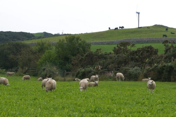 Sheep grazing on multi species swards