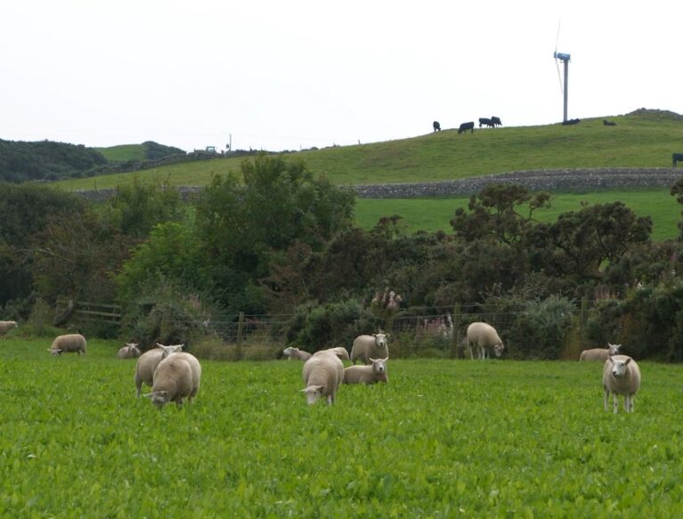 Sheep grazing on multi species swards