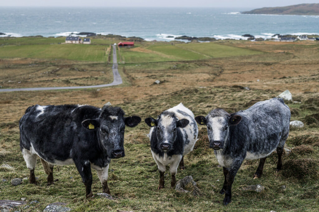 Croft Cows