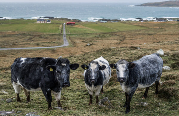 Croft Cows